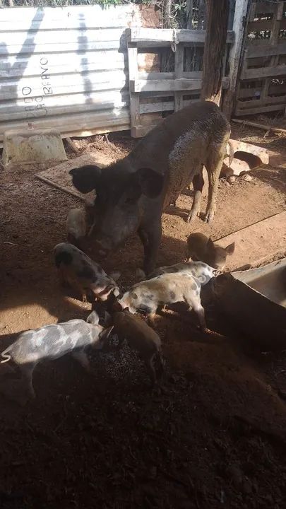 Vendo uma porca com 7letoes  - Foto 3