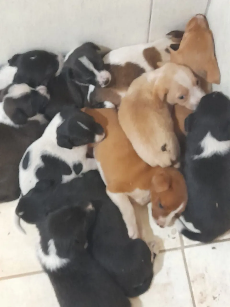 Filhotes de cachorro disponíveis para adoção