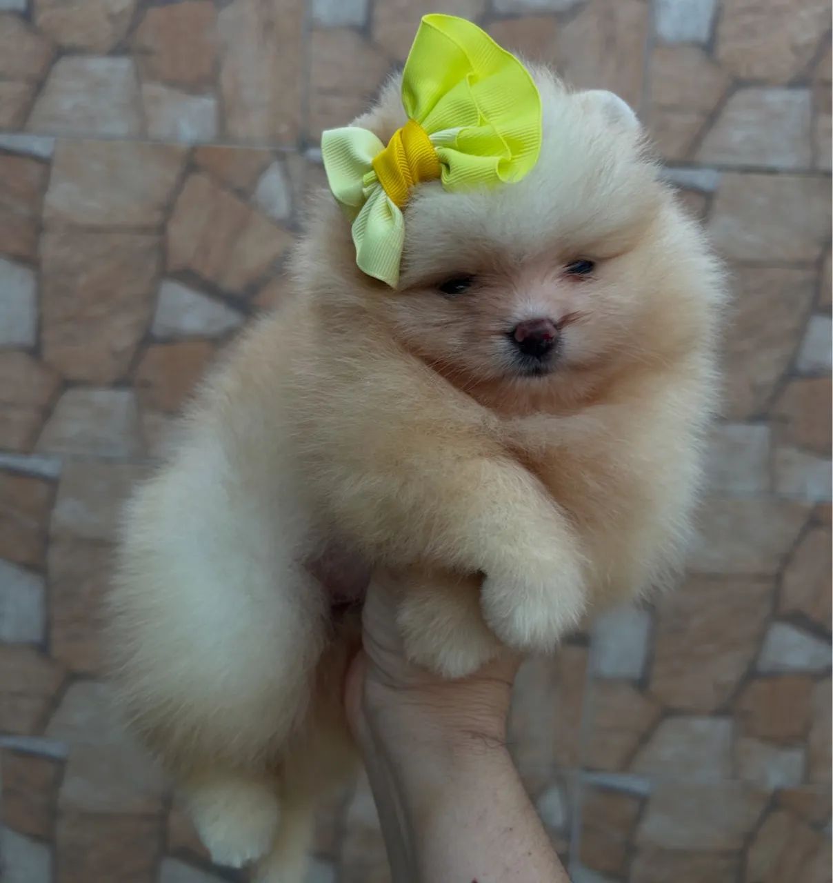 Lulu da Pomerania fêmea creme