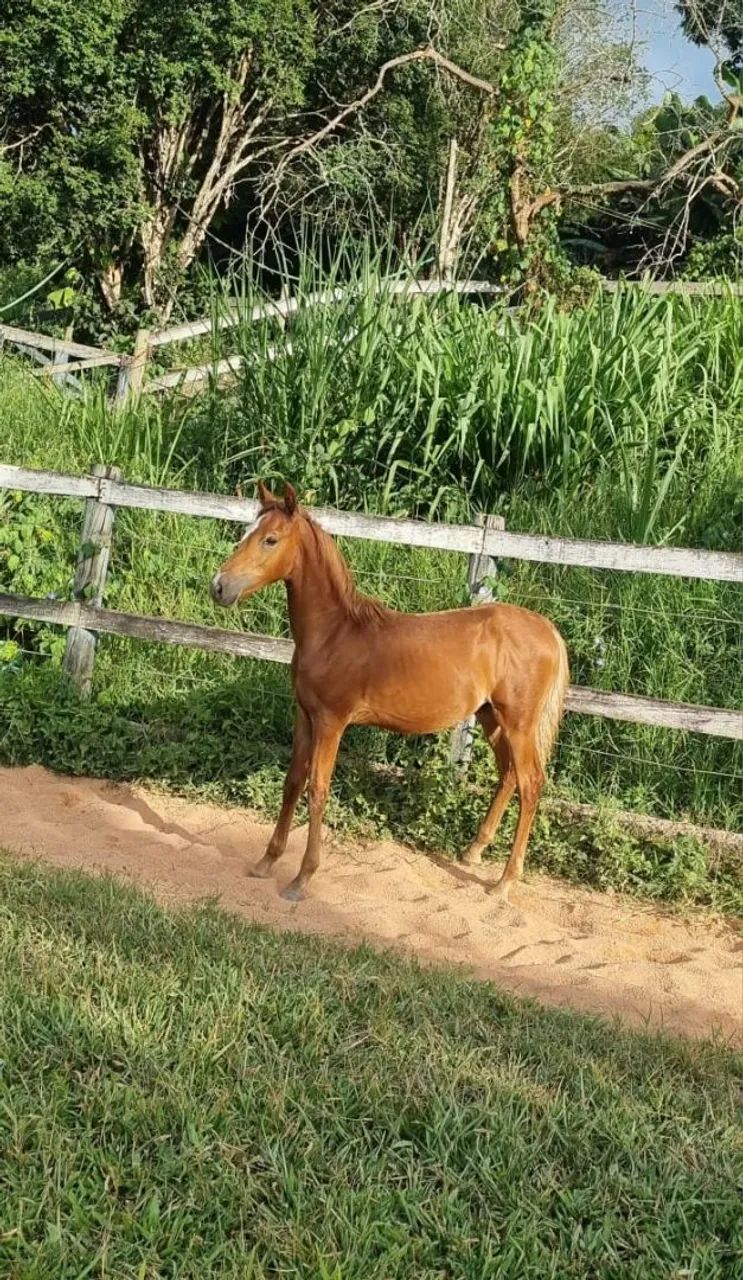 Oportunidade!!! 02 potros registrados filhos do Fajardo do Timbó!!!!! - Foto 6