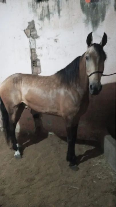 Cavalo Mangalarga Marchador - Foto 3