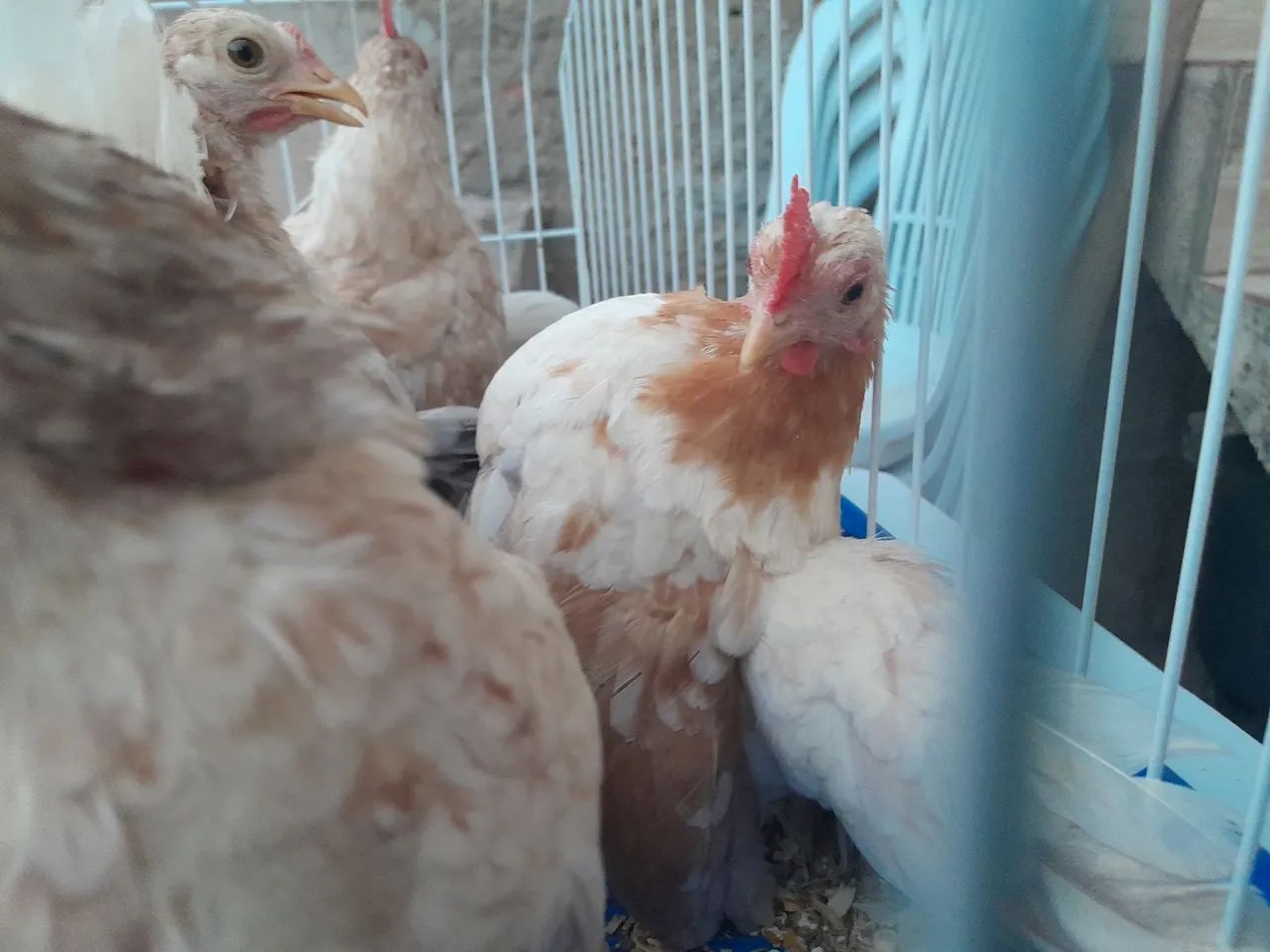 Galinhas Seramas  - Foto 3