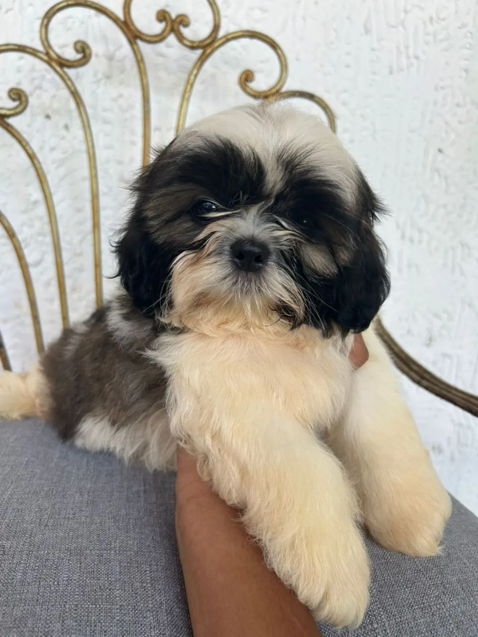 Padrão de shih Tzu@familiadanubiocanil
