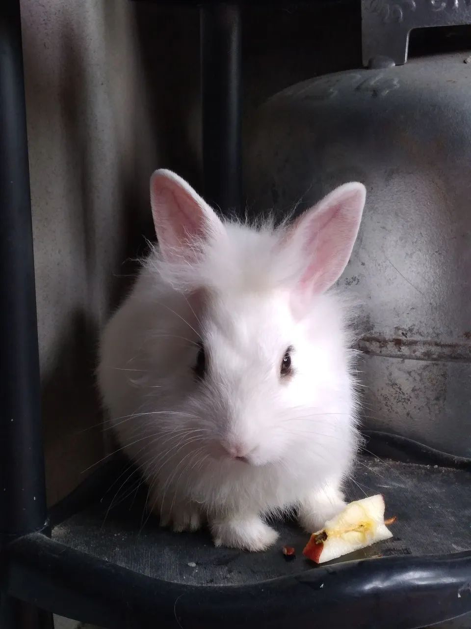 Mini coelho lion  - Foto 2