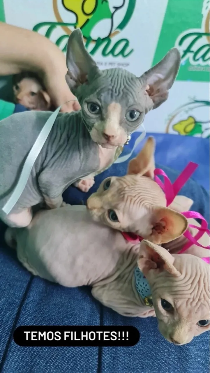 Filhotes de Sphynx !