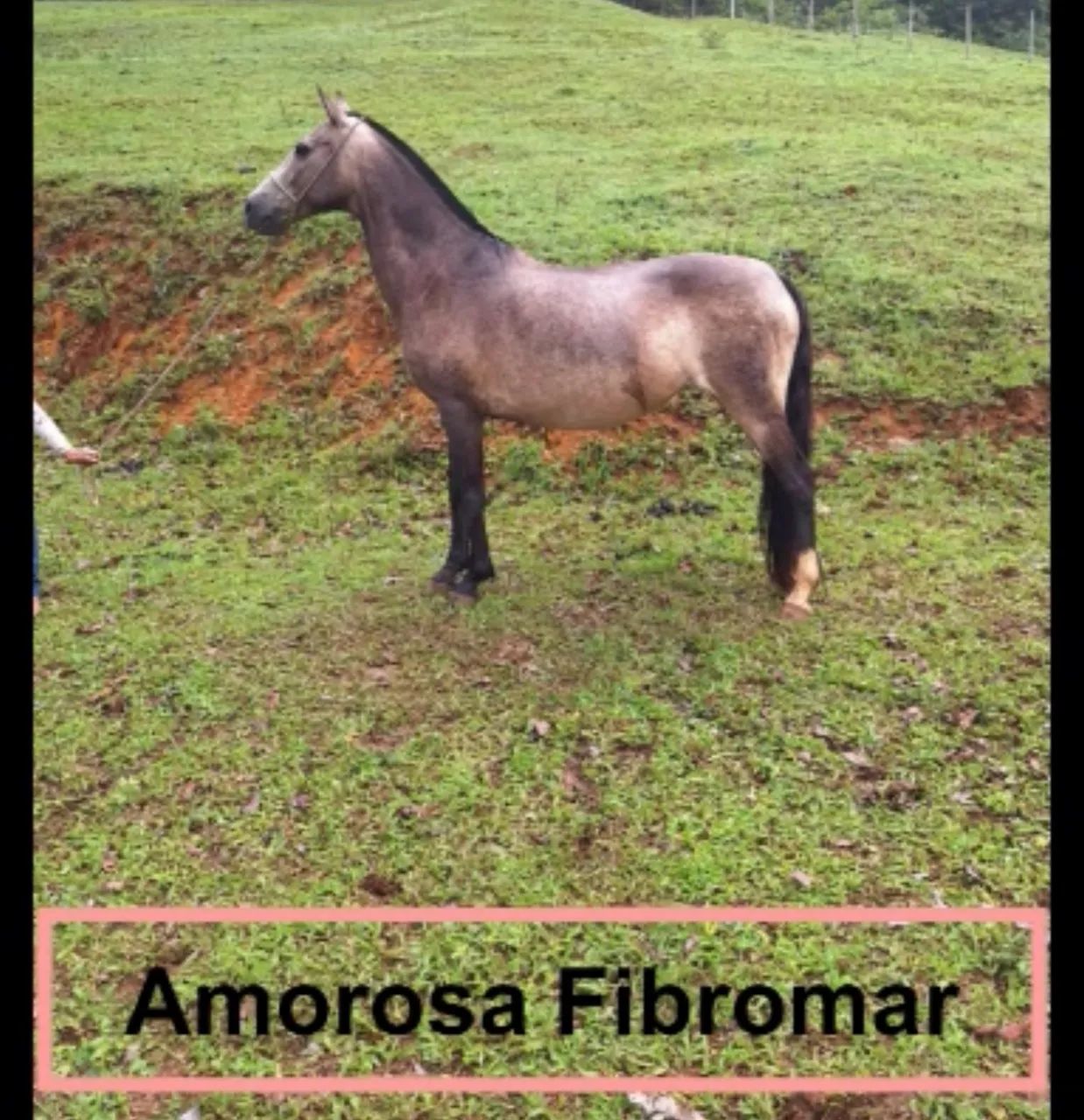 Éguas MANGALARGA MARCHADOR 