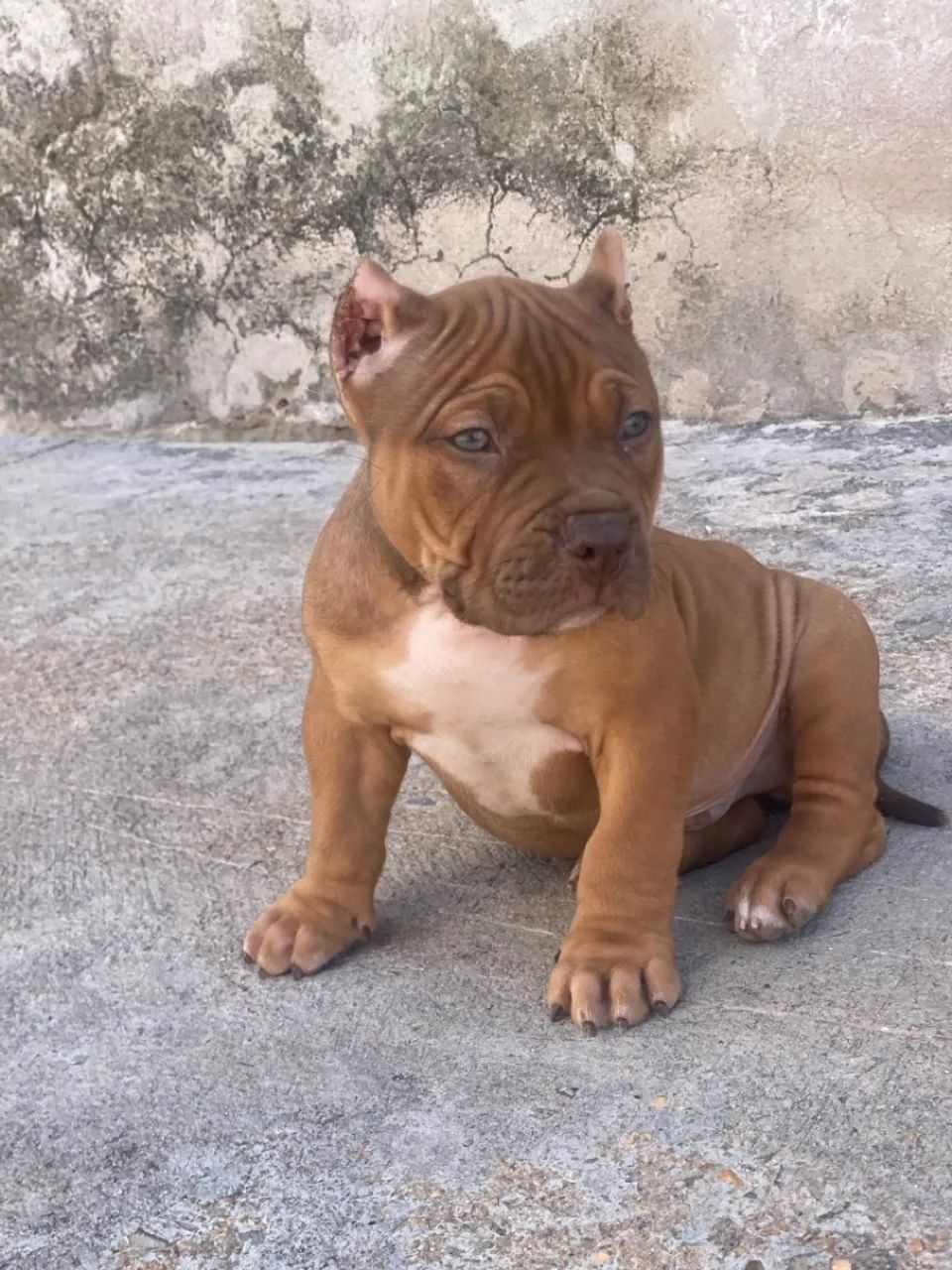 Filhote macho de pit Mosnter  - Foto 2