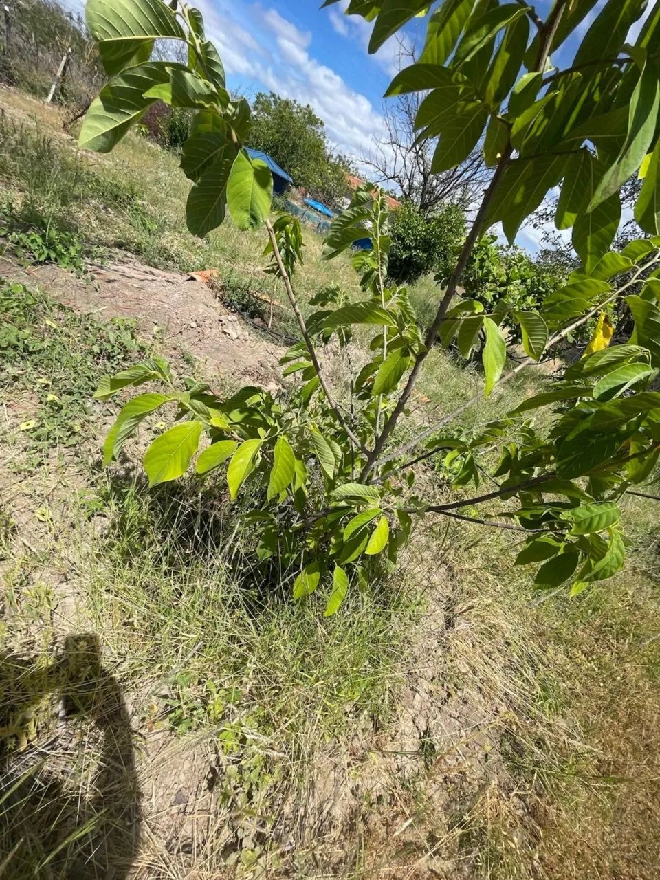 Foto - Petrolina - Cohab São Francisco