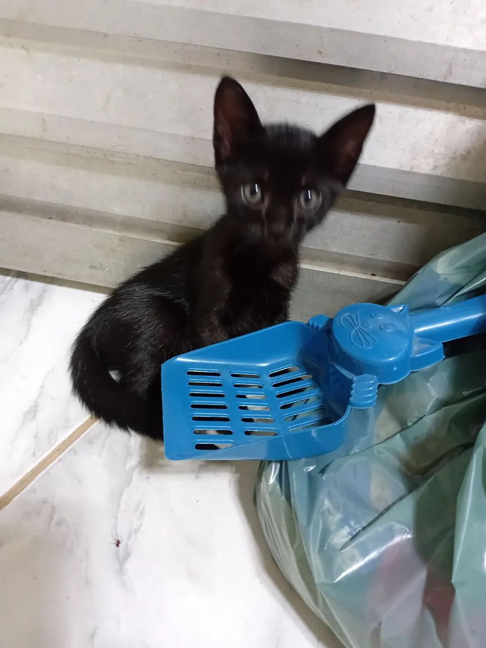 Três gatos machos disponíveis pra adoção são Três gatos machos 