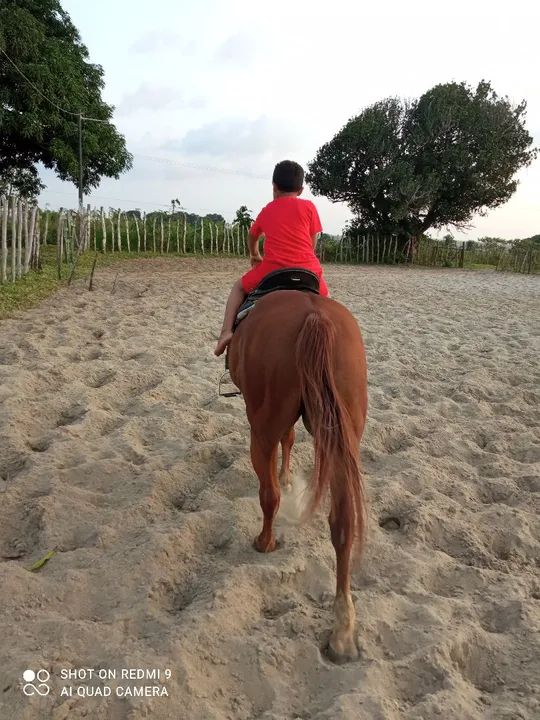 uma pareinha de cavalo de vaquejada  - Foto 4