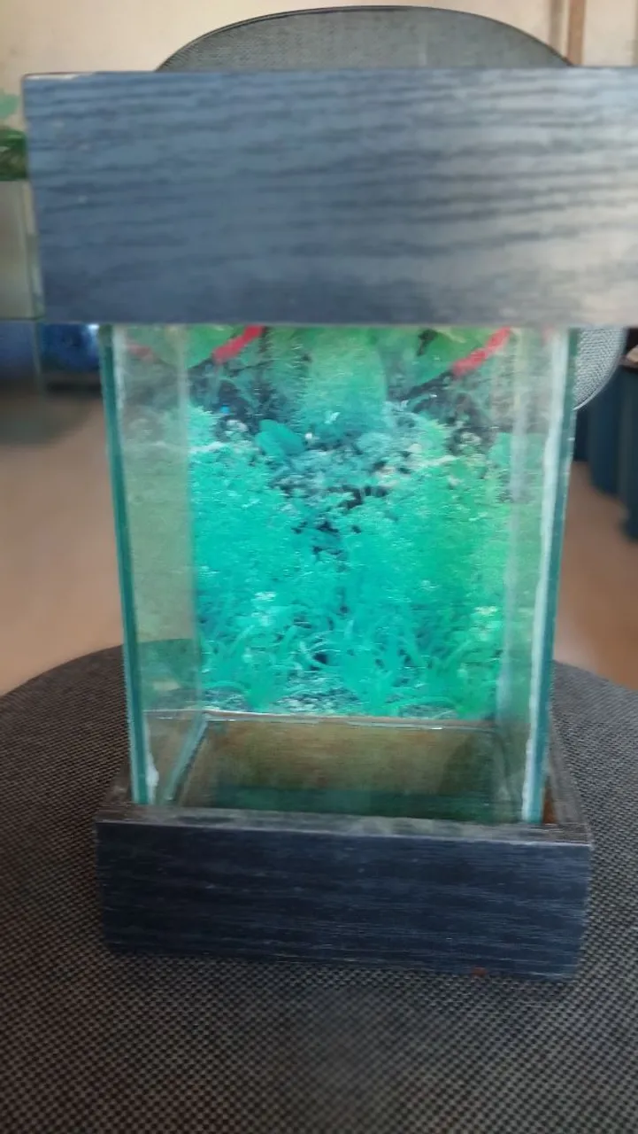 Aquário pequeno para bettas