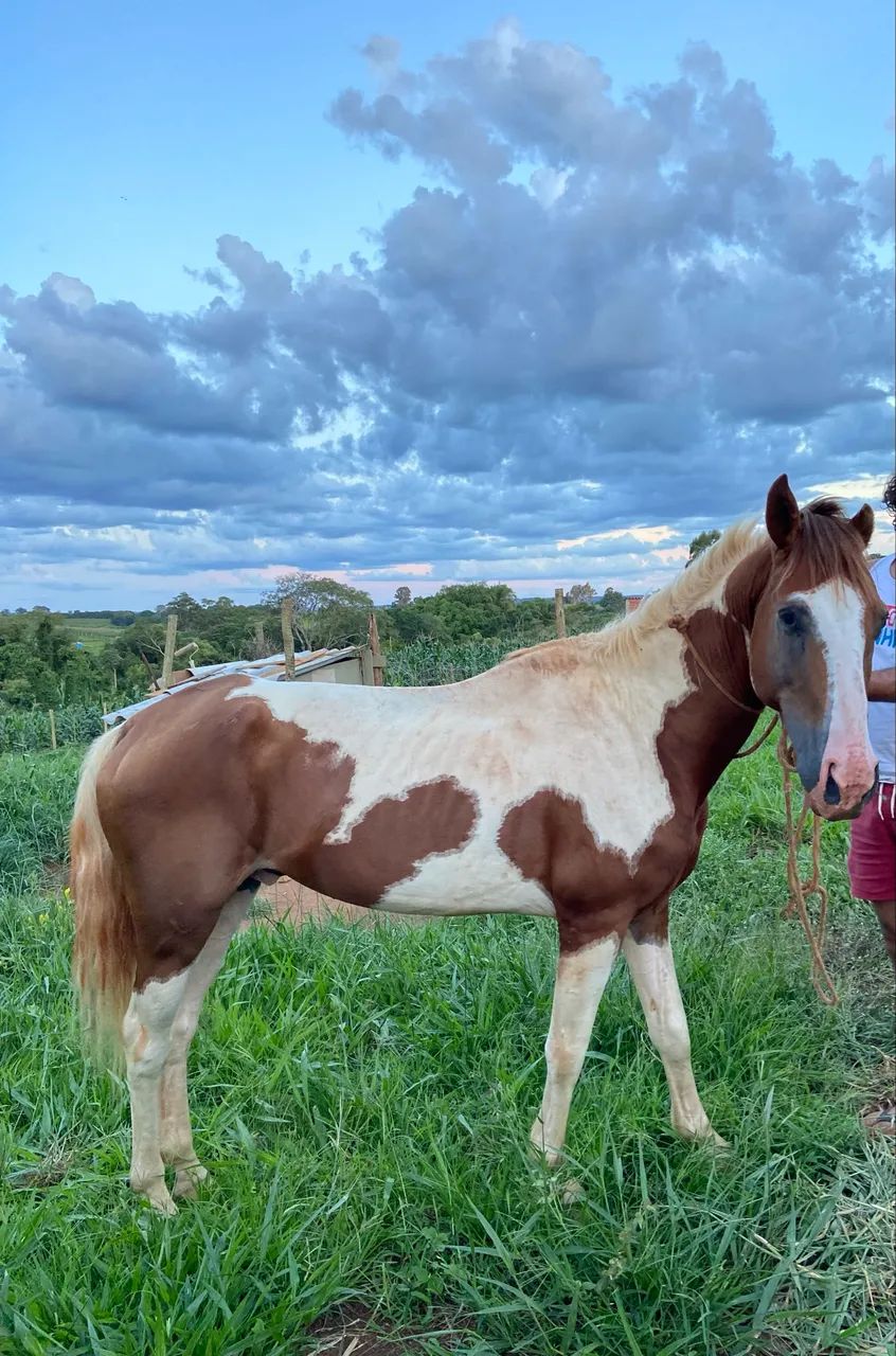 Vendo Cavalo paint horse - Foto 2