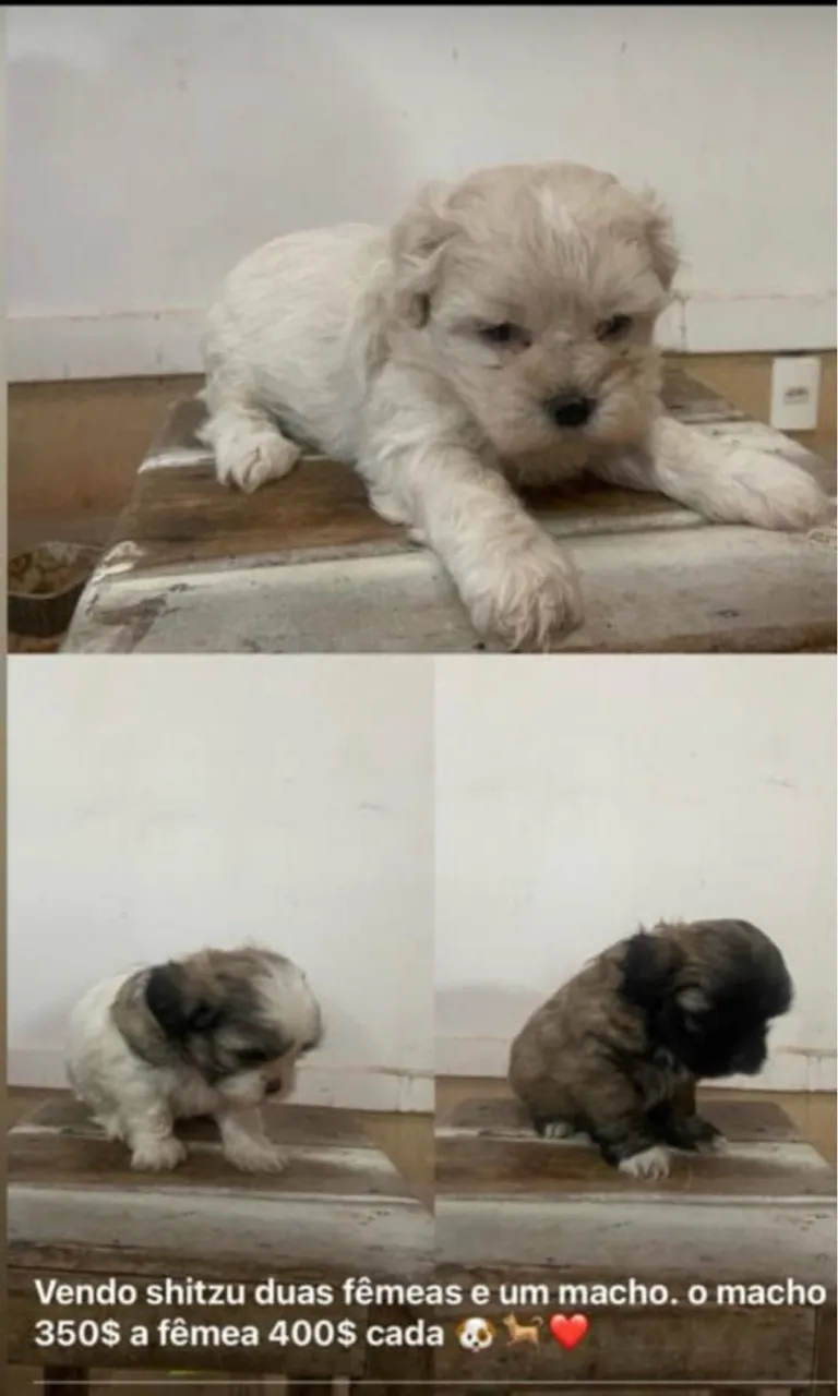 Filhotes Shih Tzu 