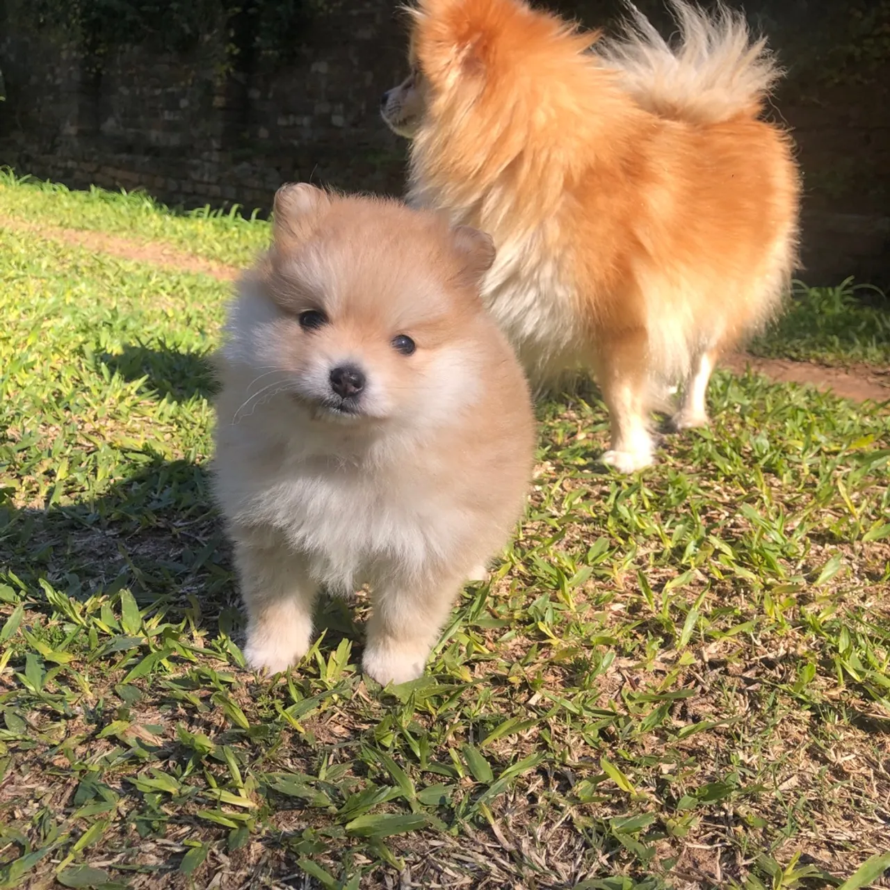 Filhote de Spitz Alemão disponível!