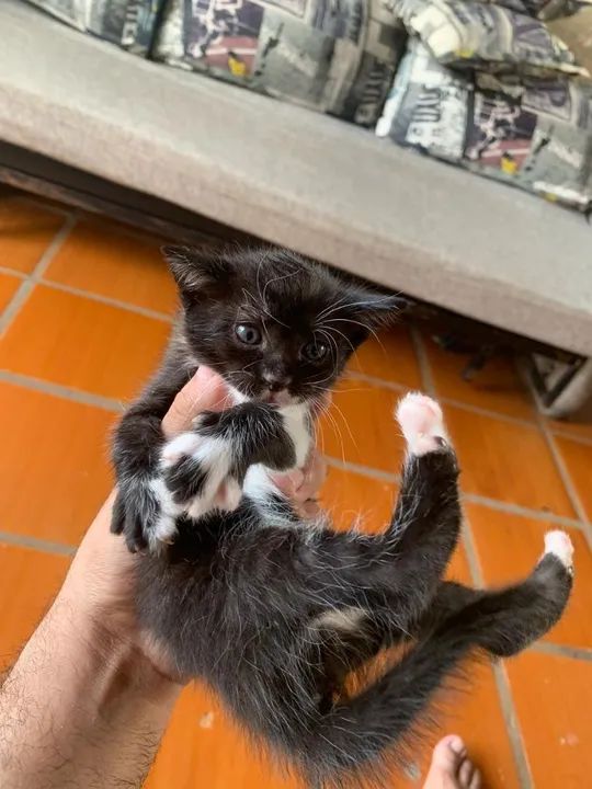 FILHOTES DE GATA PERSA - Foto 3