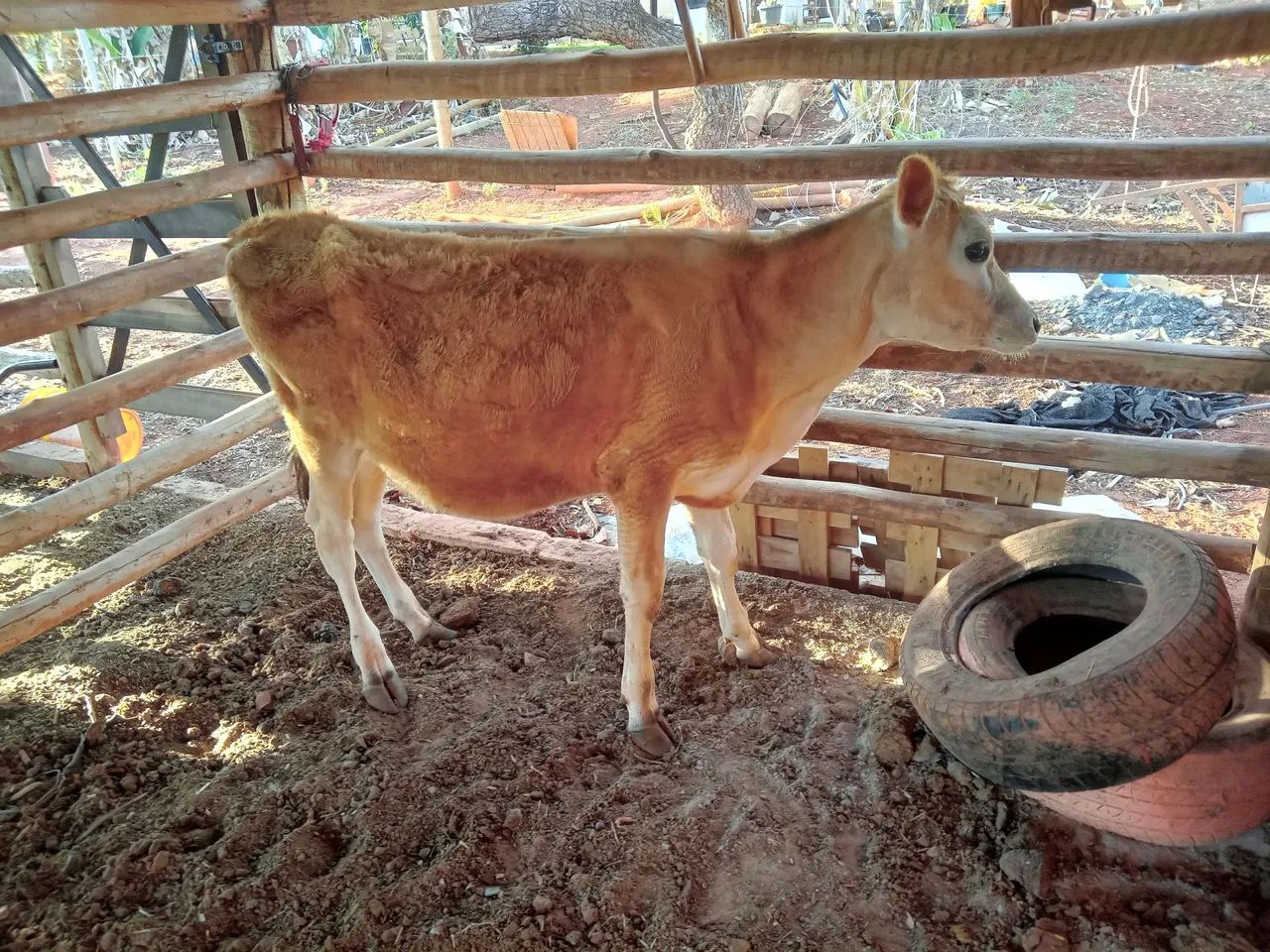 Bezerra jersey  - Foto 2