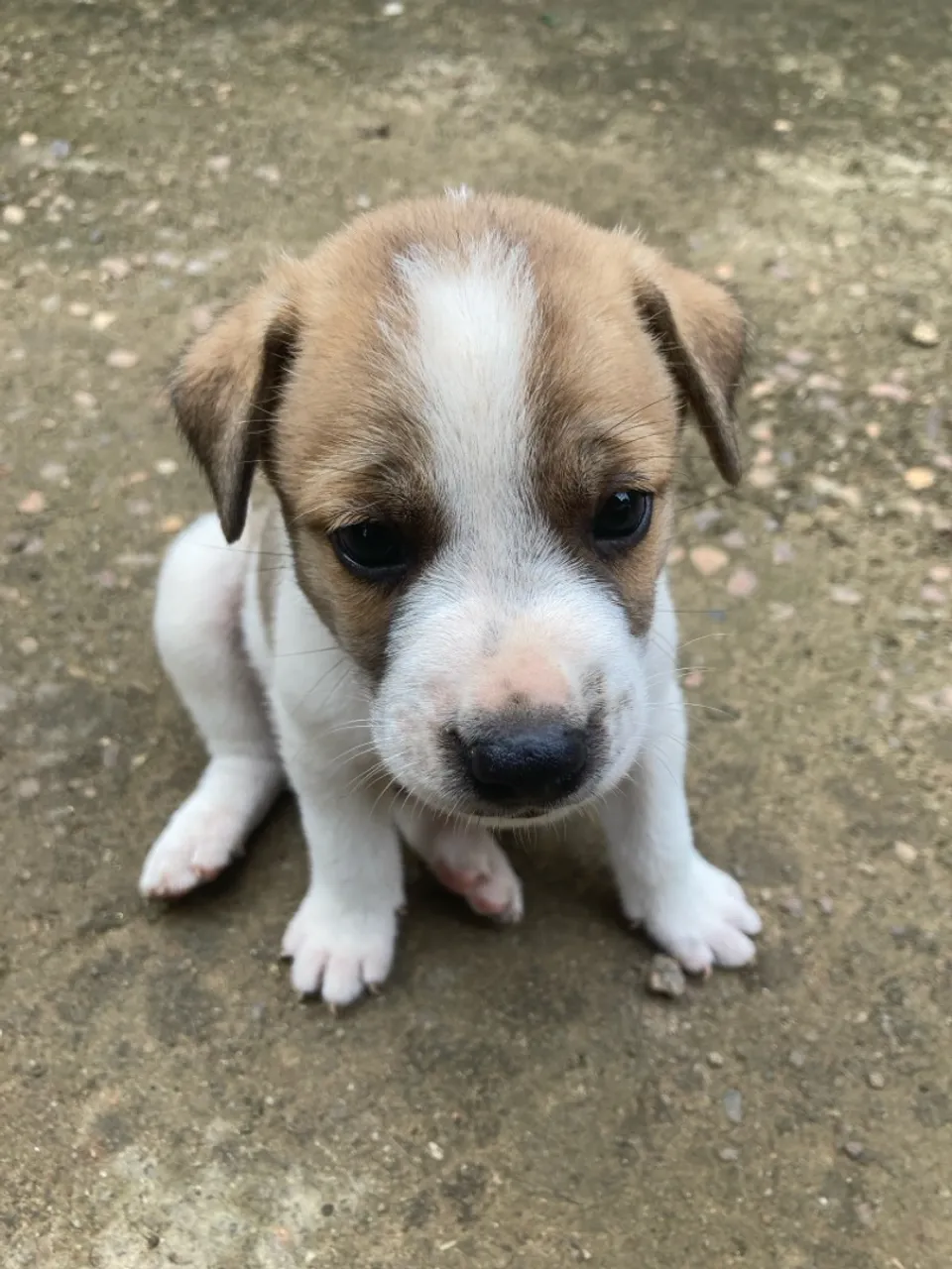 Doação de cachorrinho macho