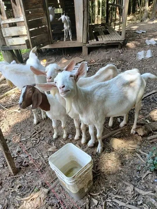 DOA-SE CABRAS COM URGÊNCIA 
