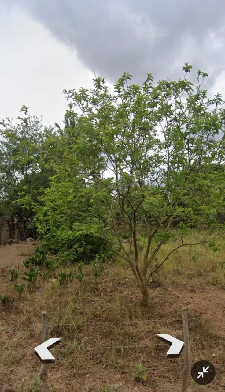 Vende-se sítio com 4 tarefa 3 casa no povoado ascenso