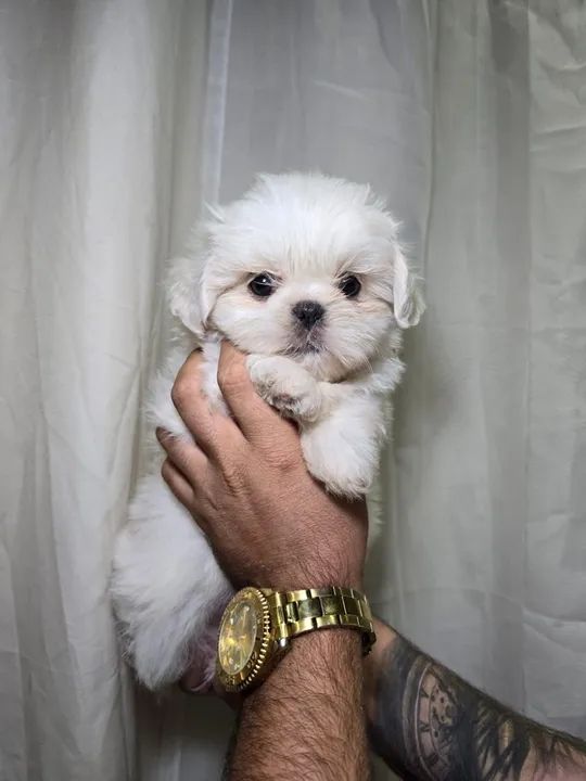 Shihtzu a pronta entrega - Foto 2