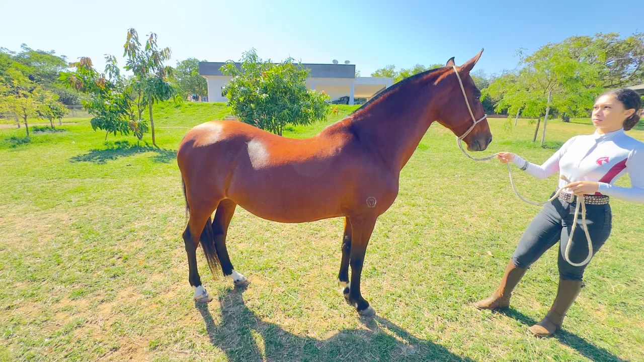 Égua Mangalarga Marchador Registrada - Foto 4