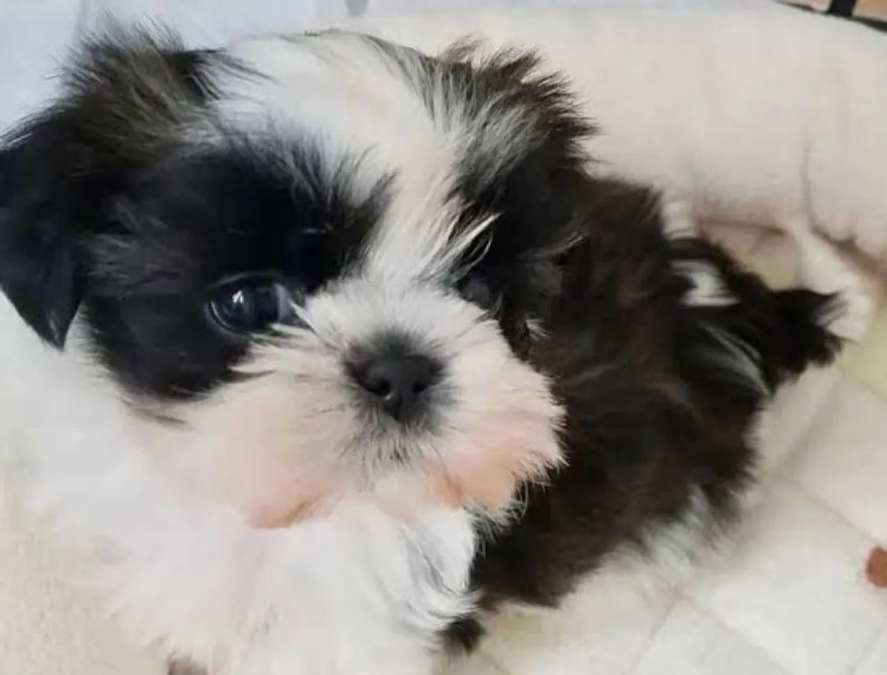Filhote Shih Tzu macho