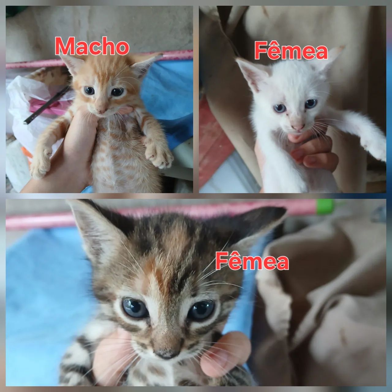 Gatinhos para adoção