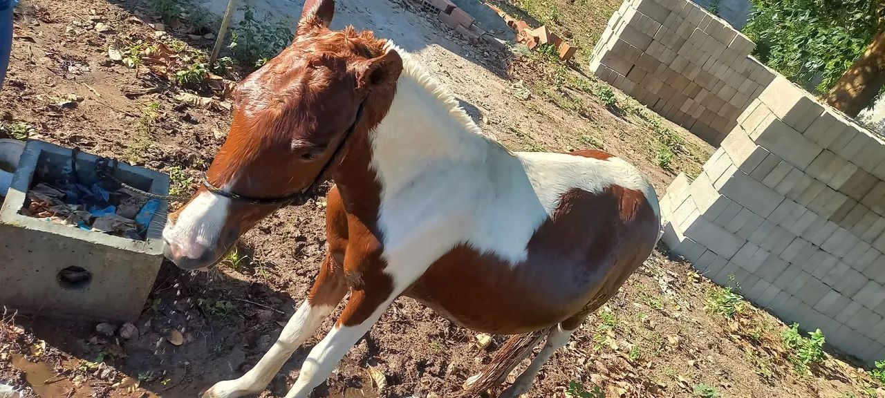 Pônei femia mansa e muito dócil  - Foto 5