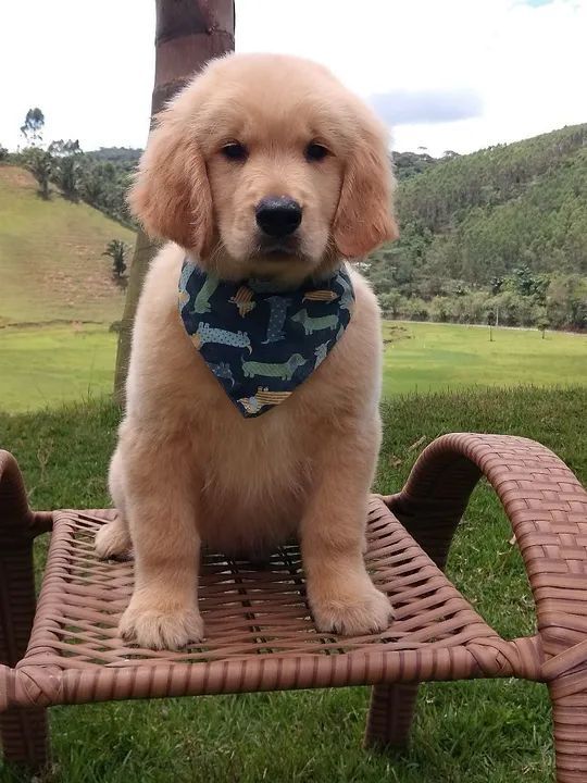Golden Retriever Filhote - Foto 2