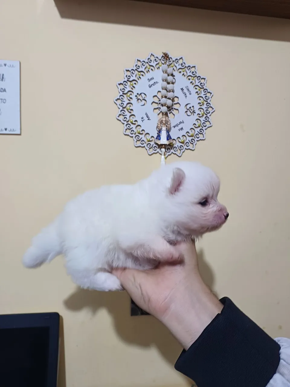 Filhote de Spitz Alemão / Lulu da Pomerania