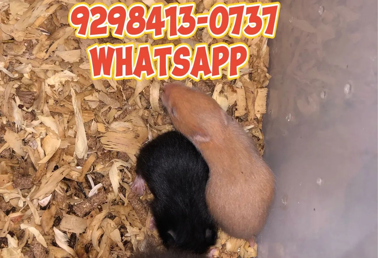 Hamster sírio ( fazemos entrega)