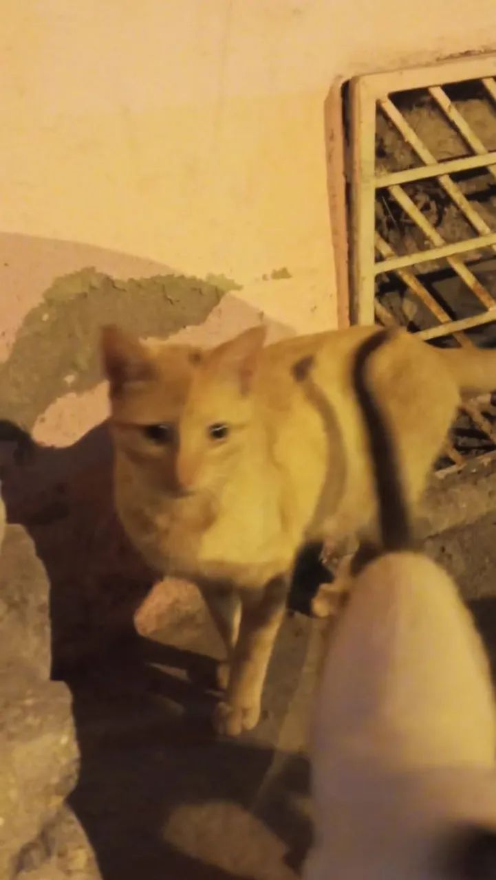 Gato laranja disponível para adoção - Foto 3