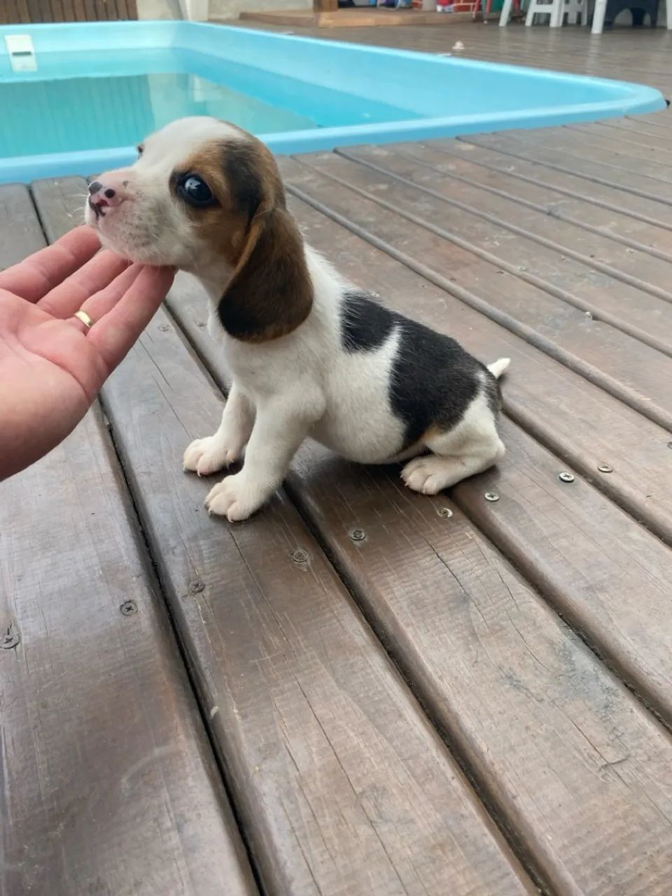  Promoção Filhotes de beagle  - Foto 3