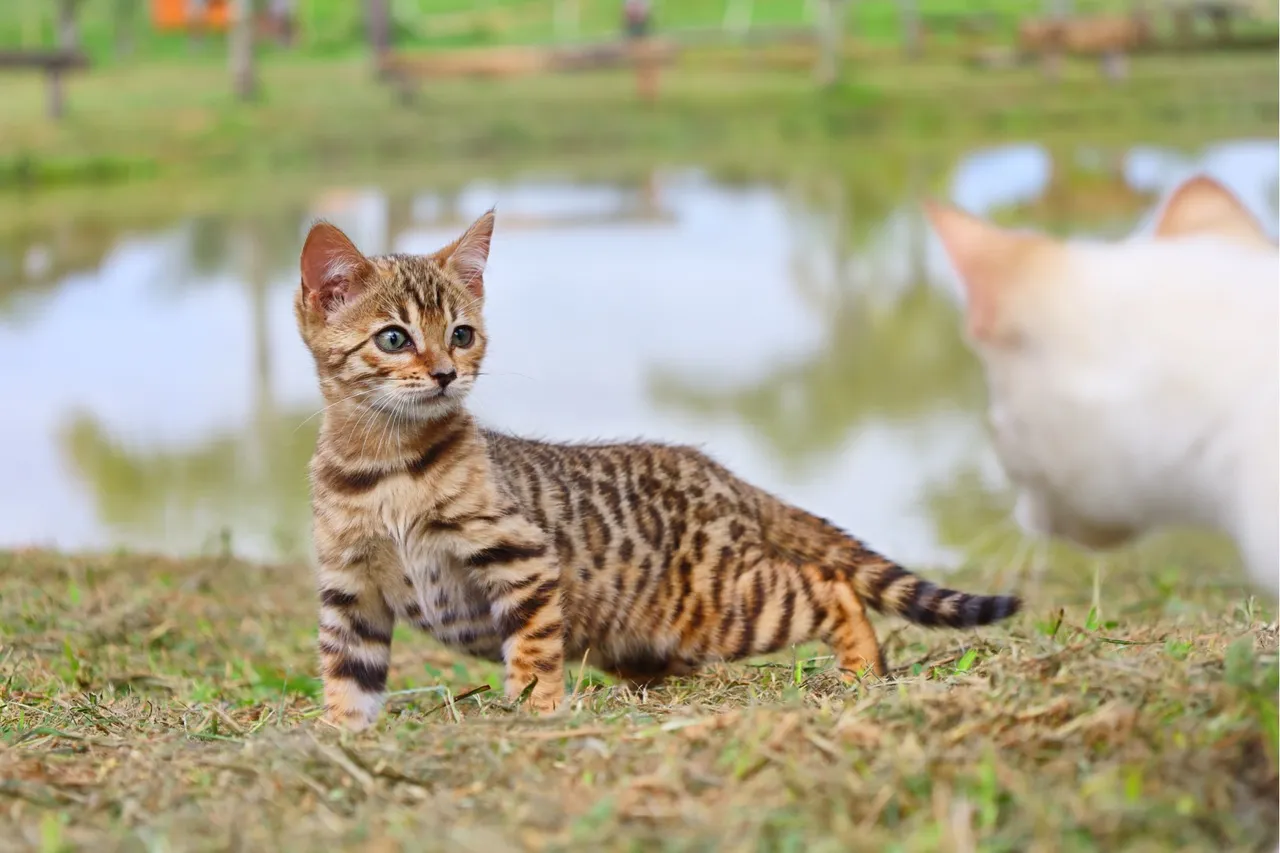 Gatinha Bengal de Pelagem Dourada