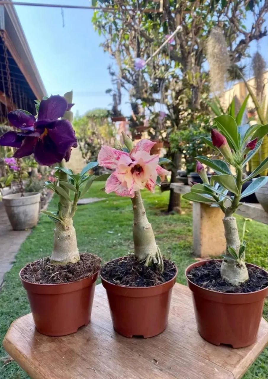 Adenium - Rosa do Deserto - Foto 3