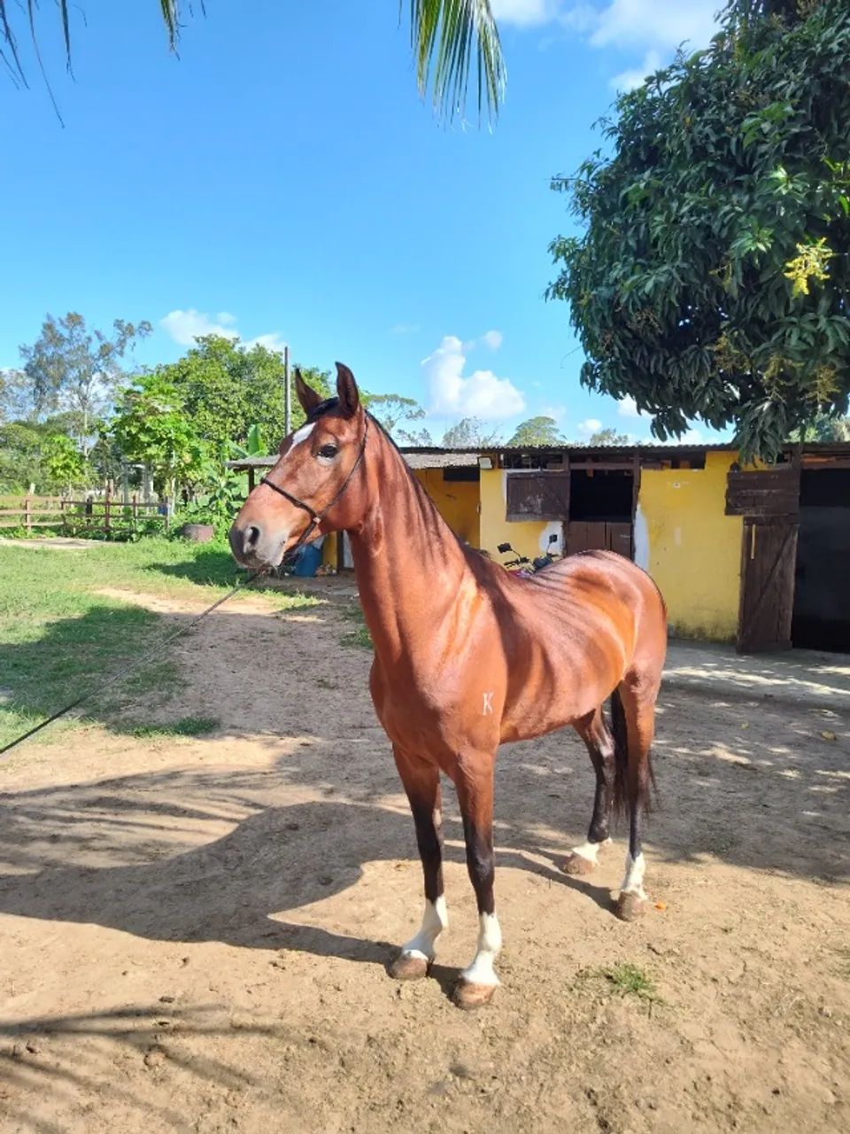 Cavalo Garanhão Mangalarga Machador TOP 7 Anos Registrado