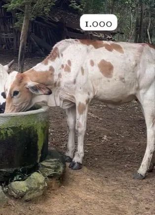 1 Vaca 2 Novilhas  - Foto 2