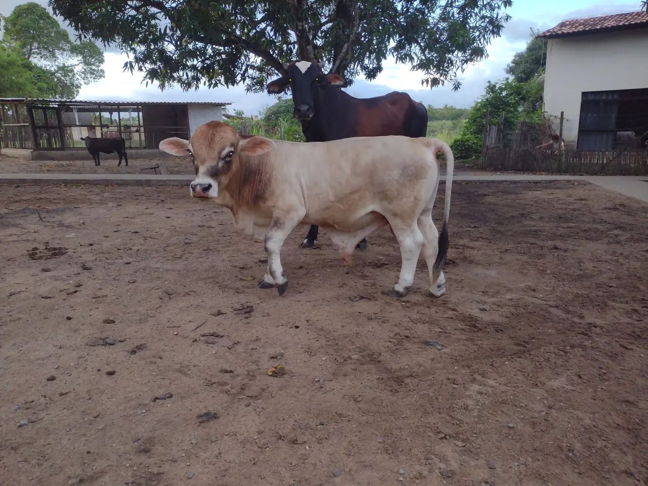 Bezerro Anão macho - Foto 2