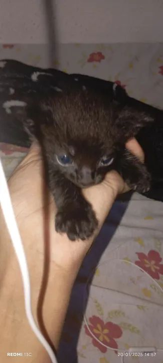 Doação 3 gatos filhotes - Foto 3