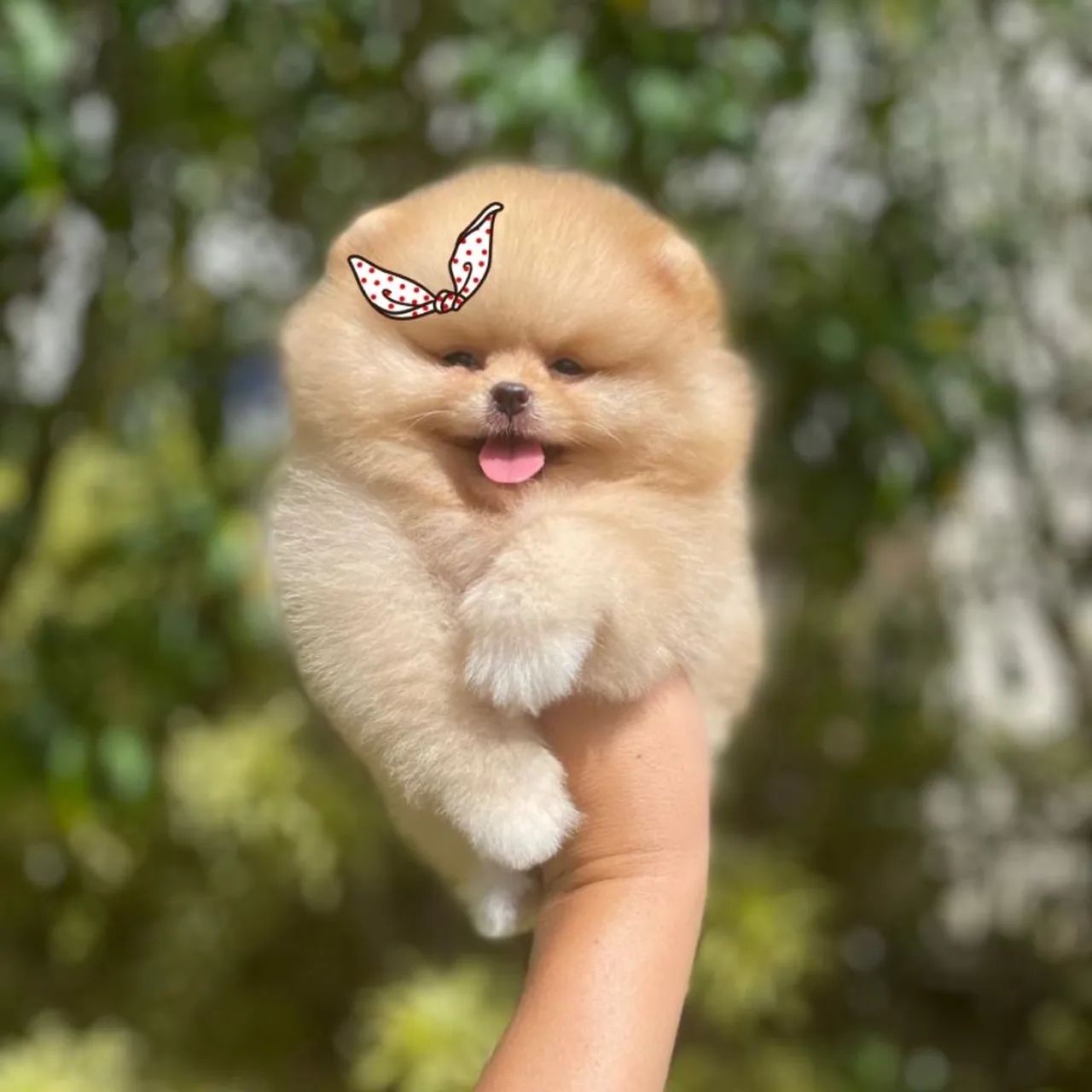 Amor em forma de Ursinho - Lulu da Pomerânia  - Foto 3