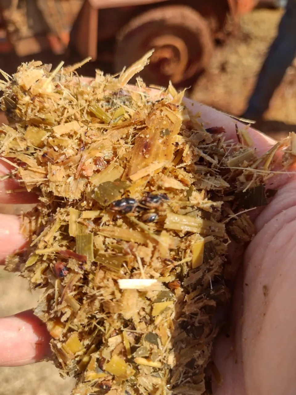 Silagem de Sorgo