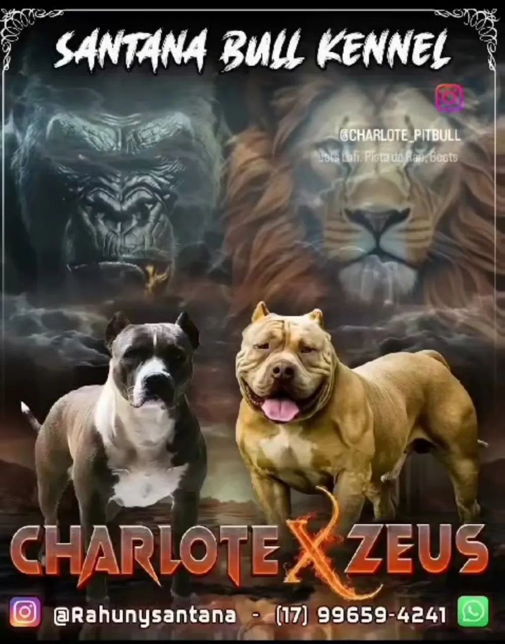 Filhote Pit Monster fêmea   - Foto 5