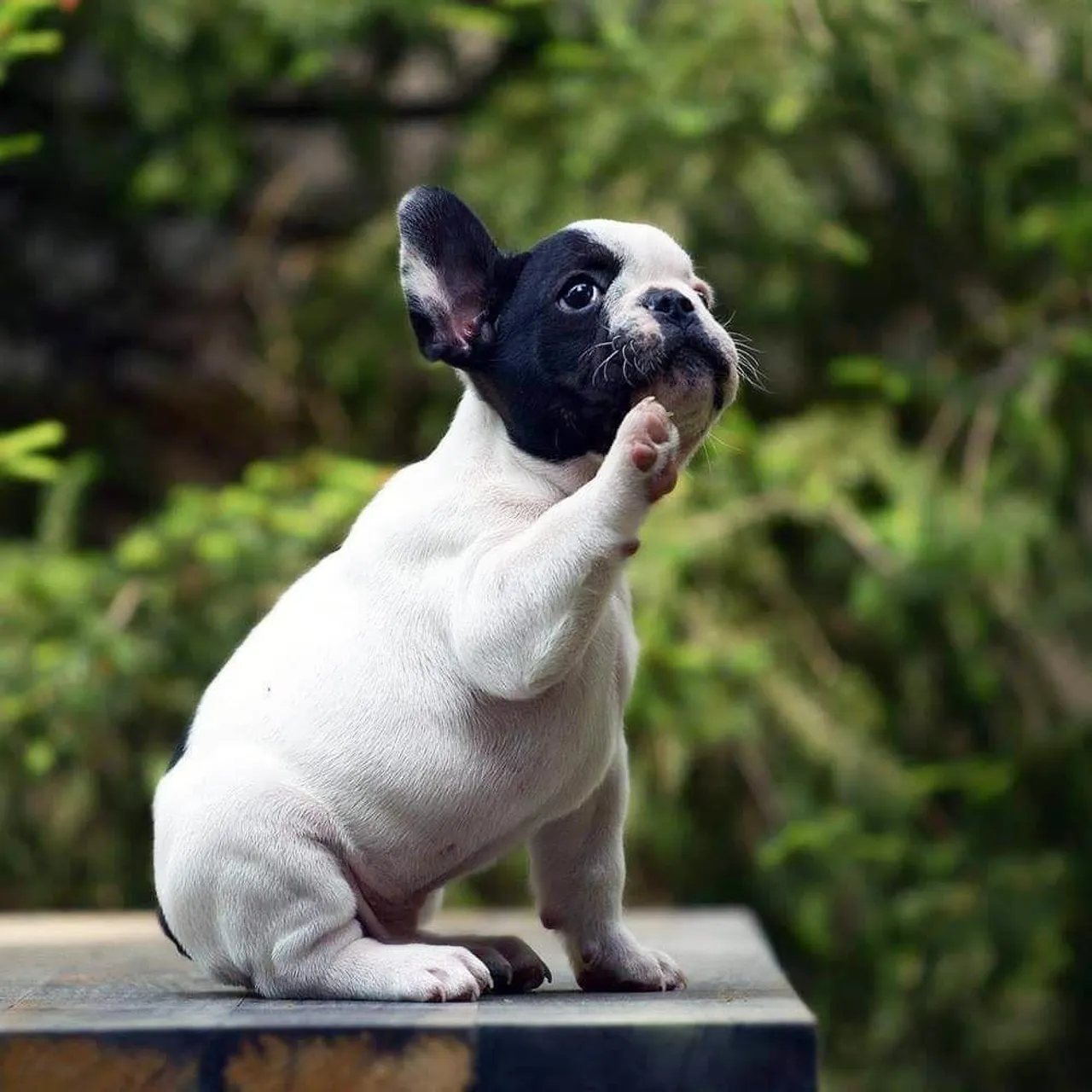 Bulldog Francês está te esperando!