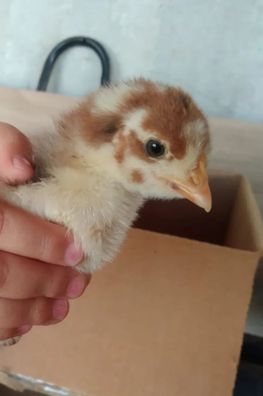 pintinhos de galinhas GSB 