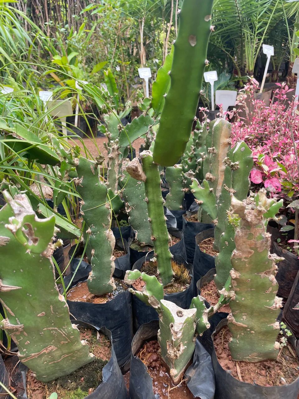 Muda de Pitaya Branca 