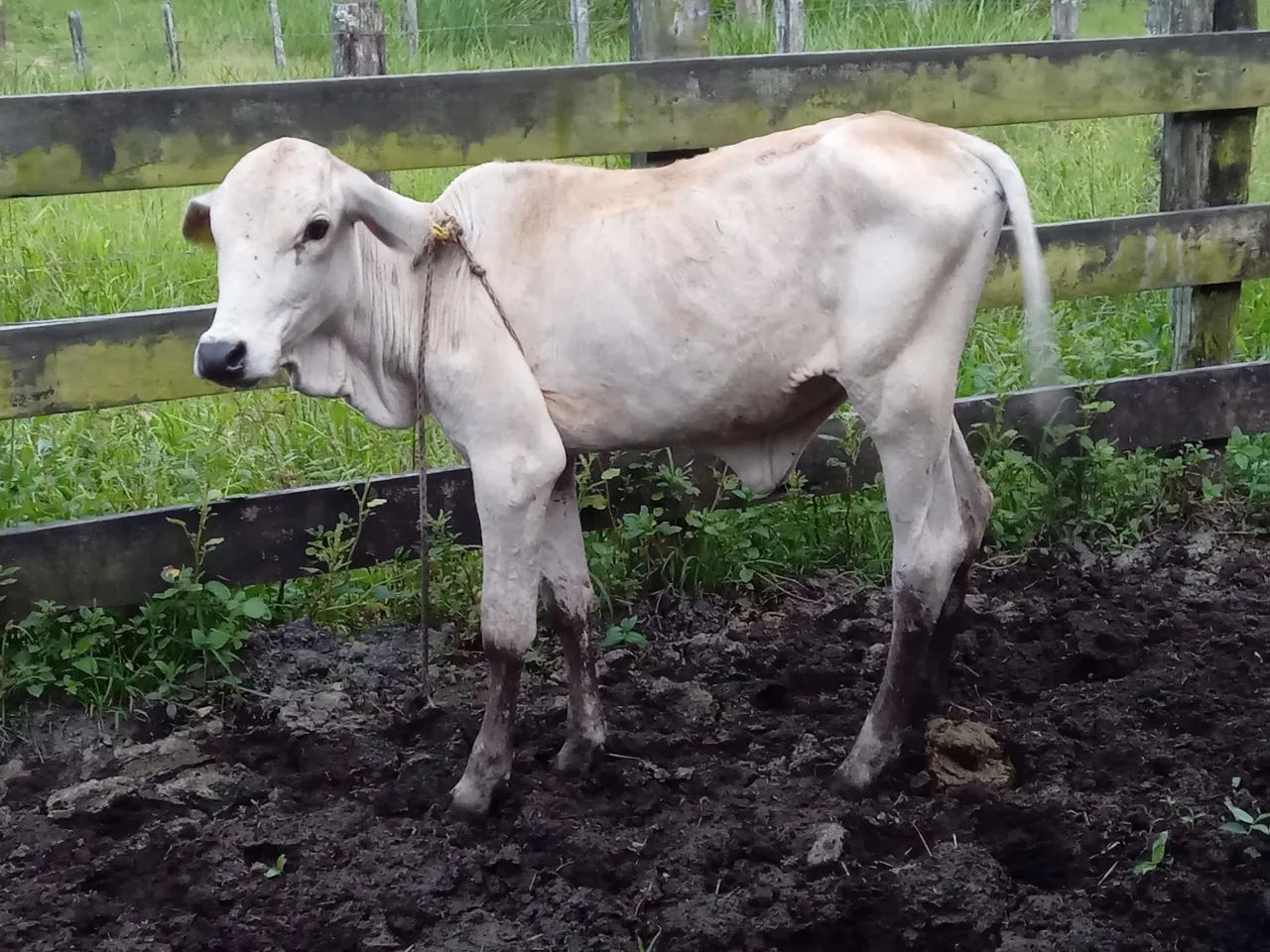 Bezerro Zebu - Raça Nelore - Foto 2