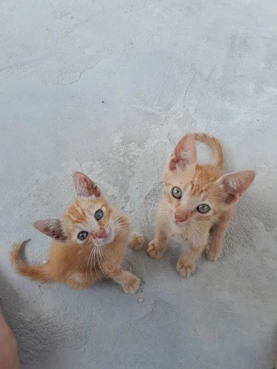 Gatinhos machos para doação 