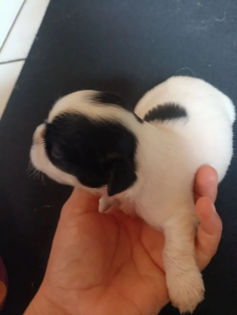 Filhotes de shih Tzu