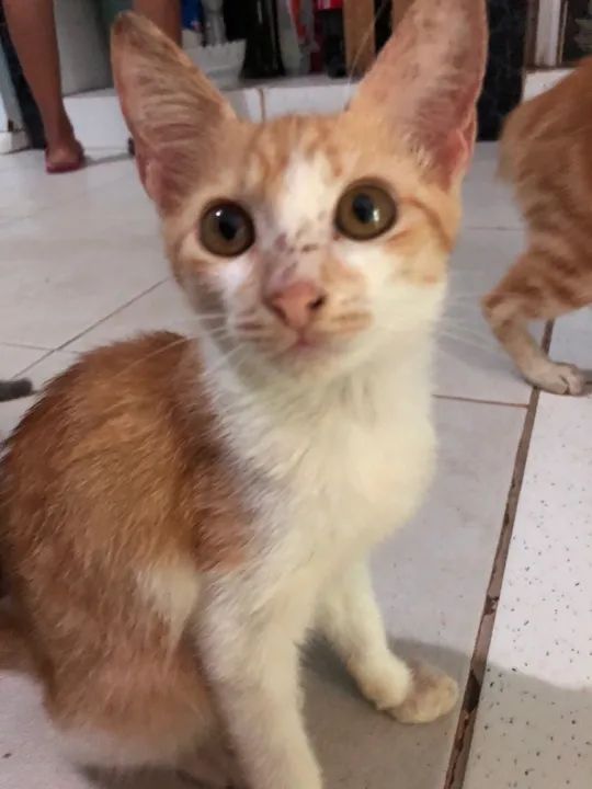 Gatinho fofo disponível para adoção