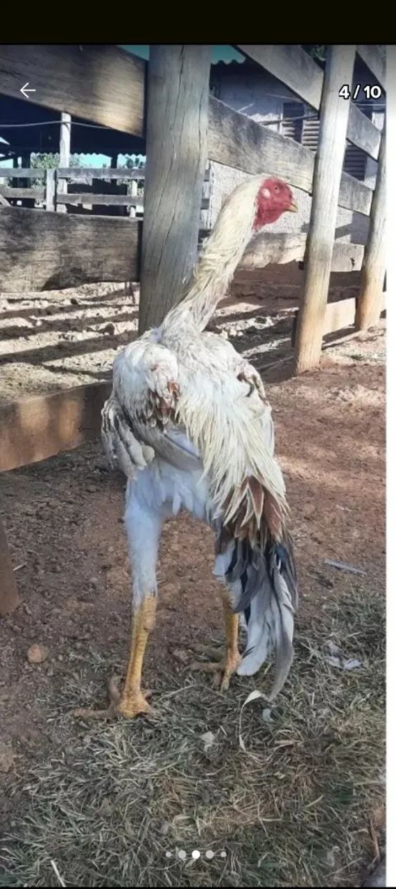 Franga índio Gigante Branco e preto. - Foto 5